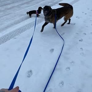 Waterproof Long Dog Leash Recall Training Lead 5 10 16 30 50 Foot for Large Medium Small Dogs Outdoor Training — collection imagery