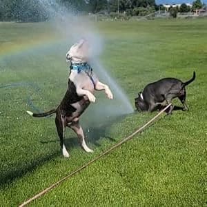 Waterproof Long Dog Leash Recall Training Lead 5 10 16 30 50 Foot for Large Medium Small Dogs Outdoor Training — collection imagery