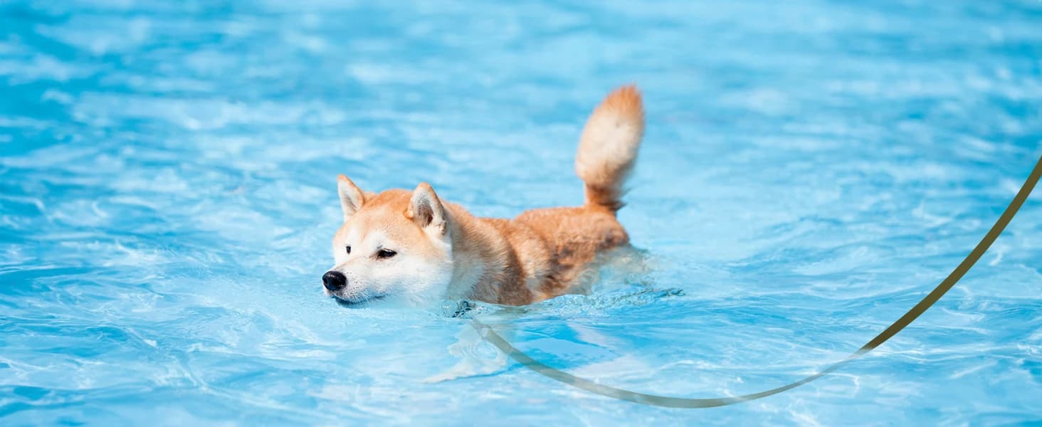 Long Leash for Dogs Waterproof — collection imagery