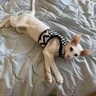 Cat Harness and Leash Set for Walking Escape Proof — Khaki — Cats should be trained indoors first.