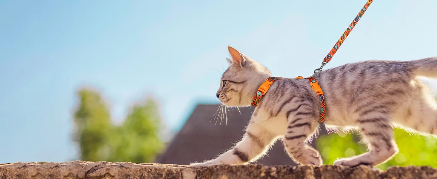 Cat Harness and Leash Set — Adjustable Pet Straps — collection imagery