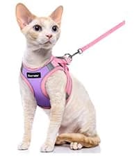Cat Harness and Leash Set — Adjustable Pet Straps — collection imagery