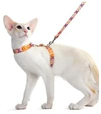 Cat Harness and Leash Set — Adjustable Pet Straps — collection imagery