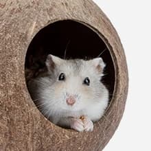 Coconut Hut Hamster House Bed — Natural Gerbils Hideout — Coco Shell Hamster Hideout