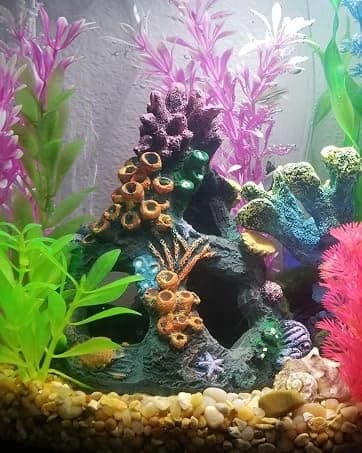 Natural Driftwood for Aquarium Decor Fish Tank Decorations Reptile Decor Driftwood Decor — 3 Pieces 7"-11" — collection imagery
