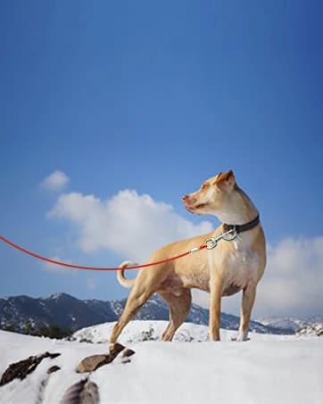 Dog Seat Belt Harness for Car,2pcs Dog Seatbelt of Coated Wire Leash Safety Restraint — collection imagery
