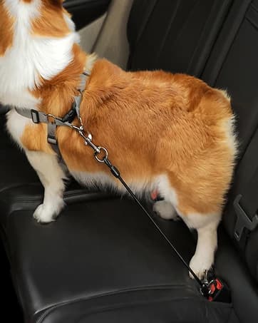 Dog Seat Belt Harness for Car,2pcs Dog Seatbelt of Coated Wire Leash Safety Restraint — collection imagery