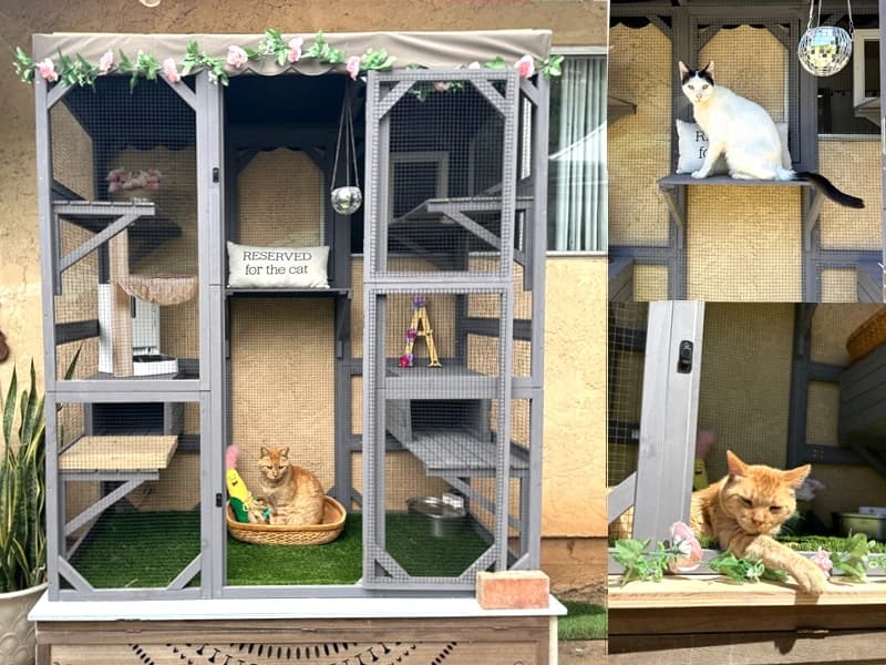 Cat House Window Outdoor Catio Cat Enclosures with 7 Platforms — Voice of the Customer