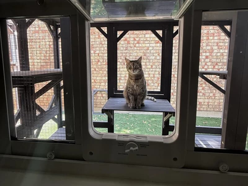 Cat House Window Outdoor Catio Cat Enclosures with 7 Platforms — Voice of the Customer