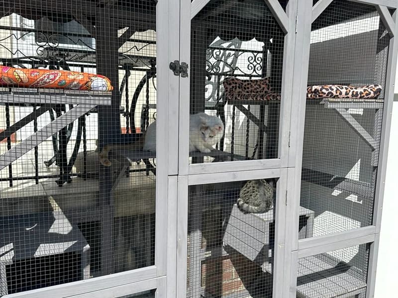 Cat House Window Outdoor Catio Cat Enclosures with 7 Platforms — Voice of the Customer