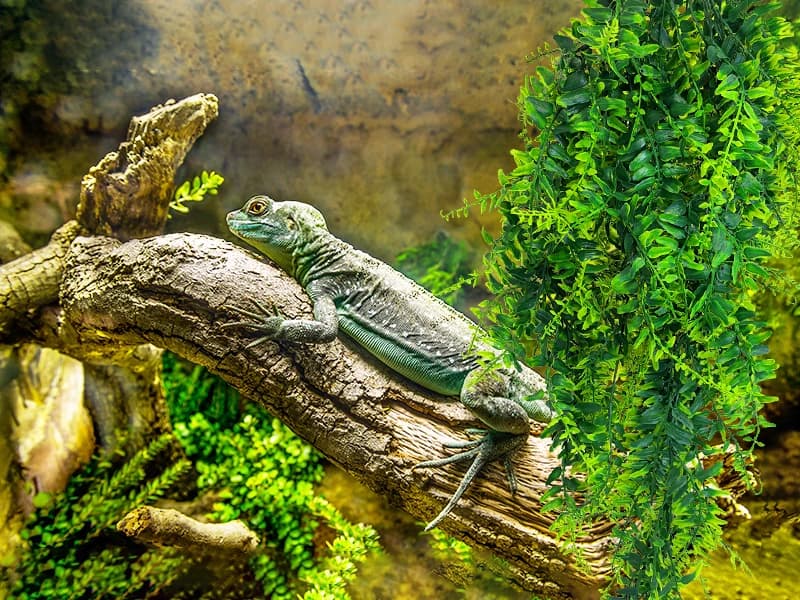 Reptile Plants Hanging Fake Vines Boston Climbing Terrarium Plant with Suction Cup for Bearded Dragons Lizards — Why choose our reptile plants?