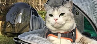 Back Extension Cat Travel Carrier Backpack — collection imagery