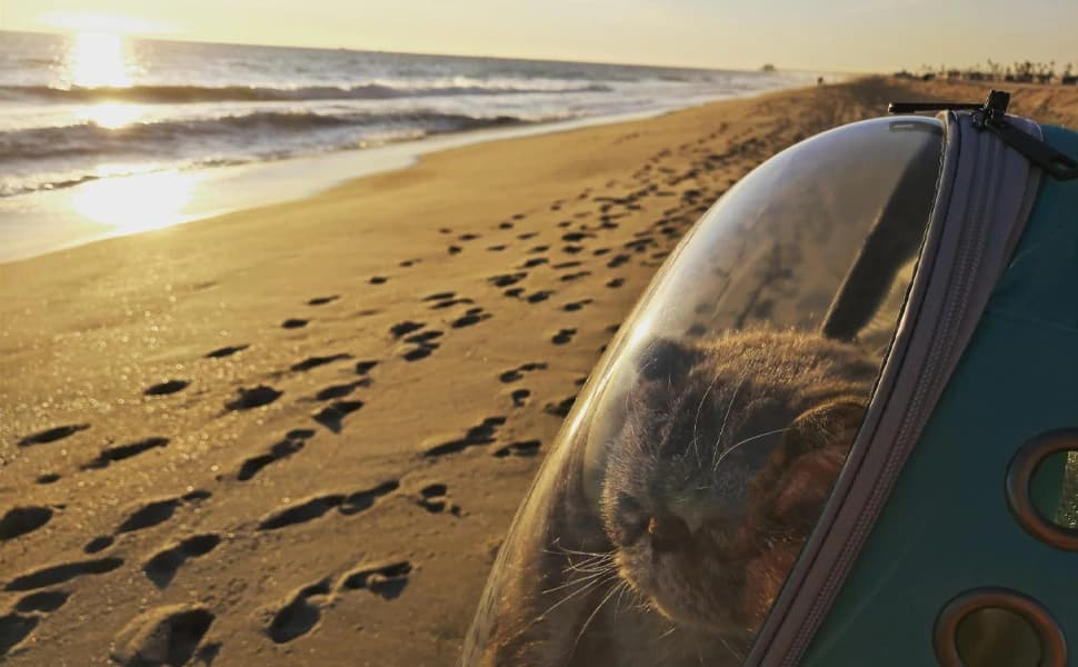Back Extension Cat Travel Carrier Backpack — Take furry friends to beach and adventure