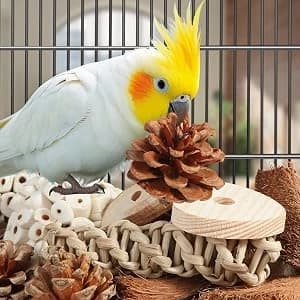 Bird Toys Parrot Toys Natural Bird Foraging Box Foot for Parakeets — Easy to Set Up and Use