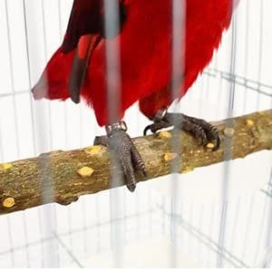 4 Pack Natural Wood Bird Perch Set for Parakeet Cage — product details