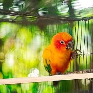 5pcs Wood Bird Perches — Parrot Cage Stand Pole Natural Wood Pet Bird Perch Stick Climbing Branch Rod Parrot — collection imagery