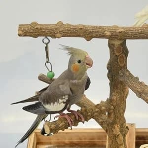 Natural Wood Bird Toys Playground — Bird Enjoy The Activity Center