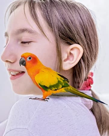 Bird Swing Colorful Rope Perch Climbing Toy for Parrots (M 10.4inch) — collection imagery