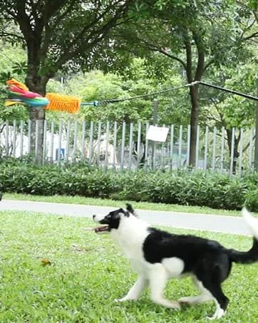Dog Extendable Teaser Wand Pet Flirt Stick Pole Puppy Chasing Tail Interactive Toy for Small, Medium, and Large — collection imagery