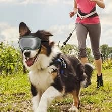 Dog Goggles for Large Dogs — UV Wind Dust Fog Protection — Daily Walks