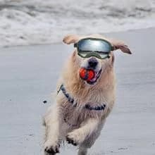 Dog Goggles for Large Dogs — UV Wind Dust Fog Protection — Daily Walks