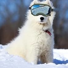 Dog Goggles for Large Dogs — UV Wind Dust Fog Protection — Daily Walks
