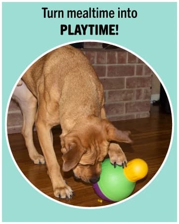 Treat-Dispensing Bob-A-Lot Large Dog Interactive Feeder Toy — collection imagery