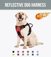 Martingale Collar for Dogs — Escape Proof No Pull — collection imagery