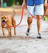 Martingale Collar for Dogs — Escape Proof No Pull — collection imagery