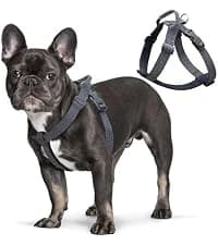 Hands Free Dog Leash — Galaxy Reflective — collection imagery