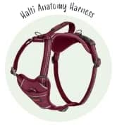 Headcollar | Size 2 — Black | Training Collar for Medium Dogs — collection imagery