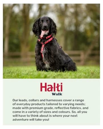 Headcollar | Size 2 — Black | Training Collar for Medium Dogs — collection imagery