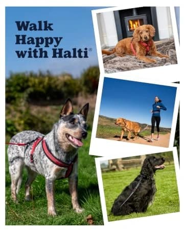 Headcollar | Size 2 — Black | Training Collar for Medium Dogs — collection imagery