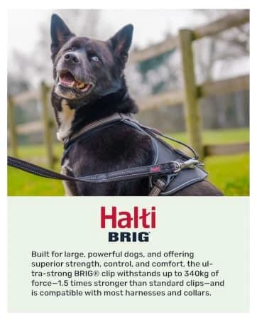 Headcollar | Size 2 — Black | Training Collar for Medium Dogs — collection imagery