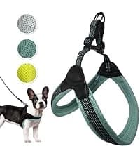 Head Halter for Dogs — No Pull Dog Harness — collection imagery