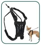 Head Halter for Dogs — No Pull Dog Harness — collection imagery