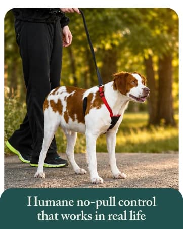 Head Halter for Dogs — No Pull Dog Harness — collection imagery