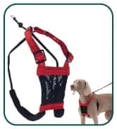 Head Halter for Dogs — No Pull Dog Harness — collection imagery
