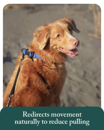 Head Halter for Dogs — No Pull Dog Harness — collection imagery
