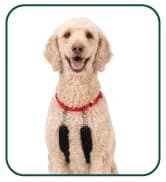Head Halter for Dogs — No Pull Dog Harness — collection imagery