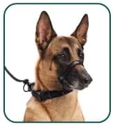 Head Halter for Dogs — No Pull Dog Harness — collection imagery