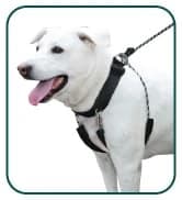 Head Halter for Dogs — No Pull Dog Harness — collection imagery