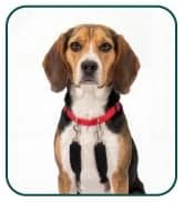 Head Halter for Dogs — No Pull Dog Harness — collection imagery