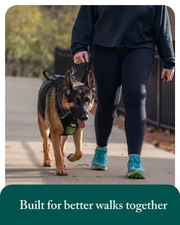 Head Halter for Dogs — No Pull Dog Harness — collection imagery