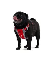Drive Dog Car Harness — Crash Tested and Certified — collection imagery