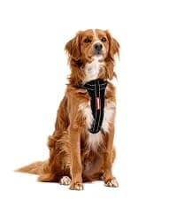 Drive Dog Car Harness — Crash Tested and Certified — collection imagery