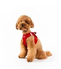 Drive Dog Car Harness — Crash Tested and Certified — collection imagery