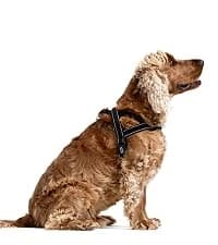 Drive Dog Car Harness — Crash Tested and Certified — collection imagery