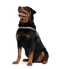 Drive Dog Car Harness — Crash Tested and Certified — collection imagery