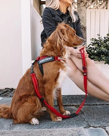 Drive Dog Car Harness — Crash Tested and Certified — collection imagery